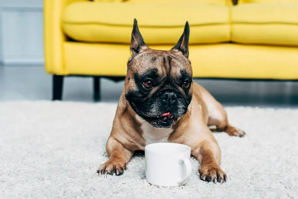 Lindo bulldog francés acostado en la alfombra cerca de la taza en casa - foto de stock