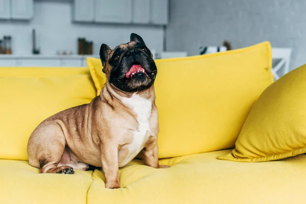 Cute french bulldog sitting on yellow sofa near pillows at home — Stock Photo