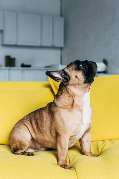 Adorable french bulldog sitting on yellow sofa at home — Stock Photo