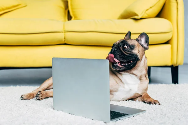 Carino bulldog francese che mostra la lingua mentre si trova sul tappeto vicino al computer portatile — Foto stock