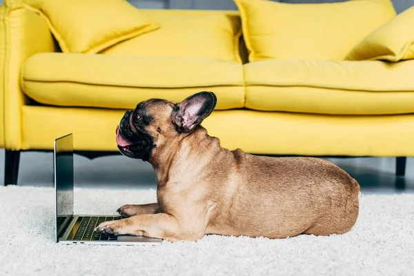 Очаровательный французский бульдог лежит на ковре рядом с ноутбуком и желтым диваном — стоковое фото