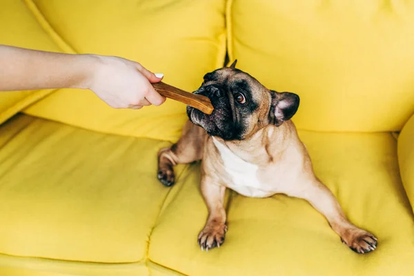 Corte vista de mulher alimentando bonito francês bulldog com osso em forma de lanche — Fotografia de Stock