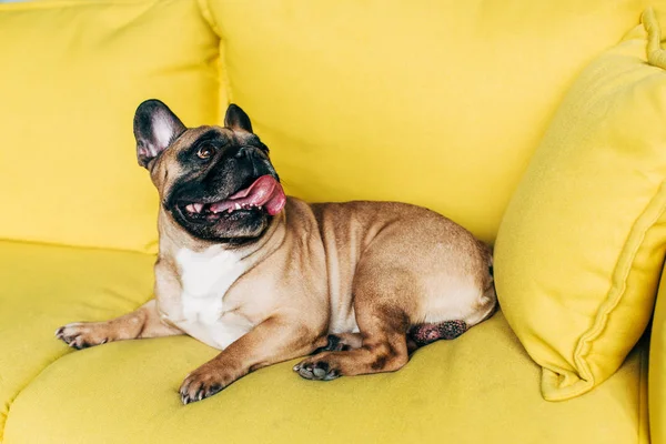 Cute french bulldog lying on yellow sofa near pillow and showing tongue — Stock Photo