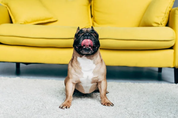 Cute french bulldog showing tongue while sitting near yellow sofa at home — Stock Photo