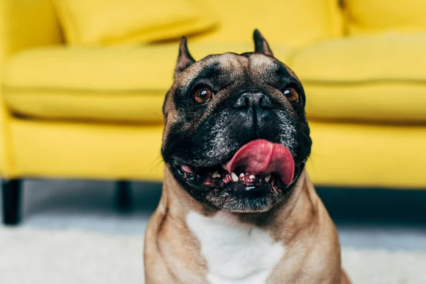 Gros plan de mignon français bulldog montrant la langue à la maison — Photo de stock