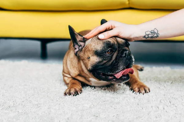 Vista ritagliata di donna con tatuaggio a portata di mano toccando carino bulldog francese — Foto stock