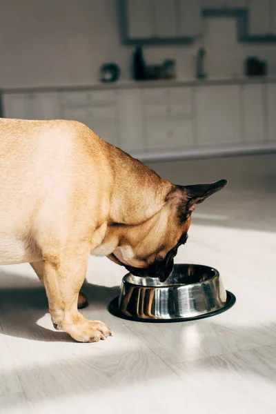 Hungry and cute french bulldog looking at bowl in room with sunshine — Stock Photo