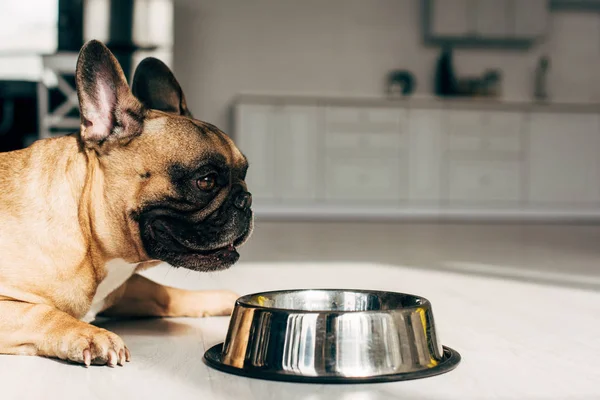 Adorable bulldog francés acostado cerca de cuenco en la habitación con sol - foto de stock