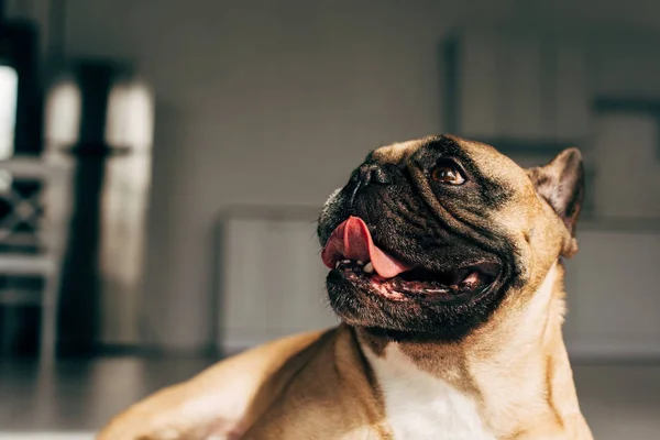 Luz del sol en lindo bulldog francés mostrando la lengua en casa - foto de stock
