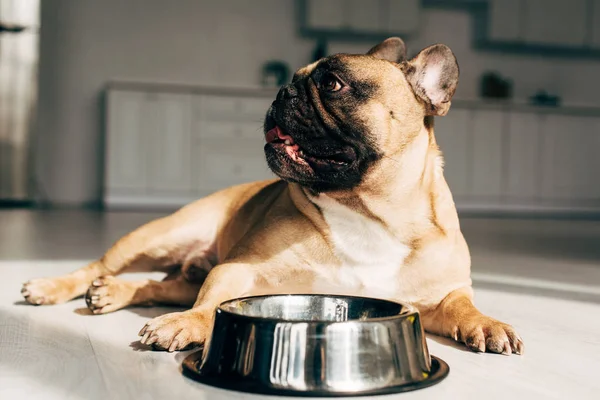 Lindo bulldog francés acostado cerca de cuenco en la habitación con sol - foto de stock