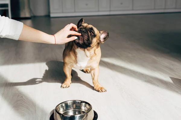 Abgeschnittene Ansicht der Frau berühren niedliche französische Bulldogge in der Nähe Schüssel zu Hause — Stockfoto