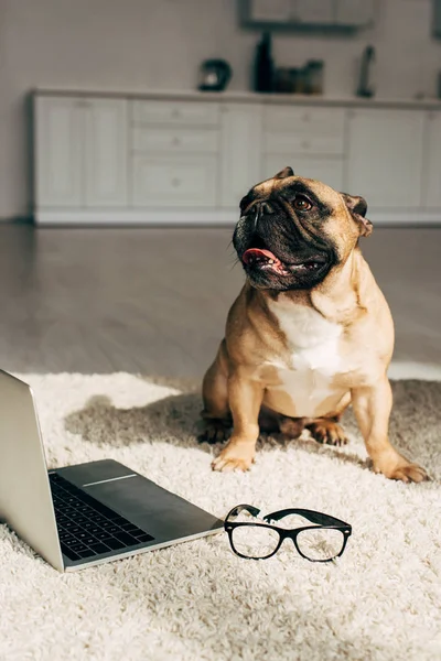 Cute french bulldog sitting on carpet near laptop and glasses — Stock Photo