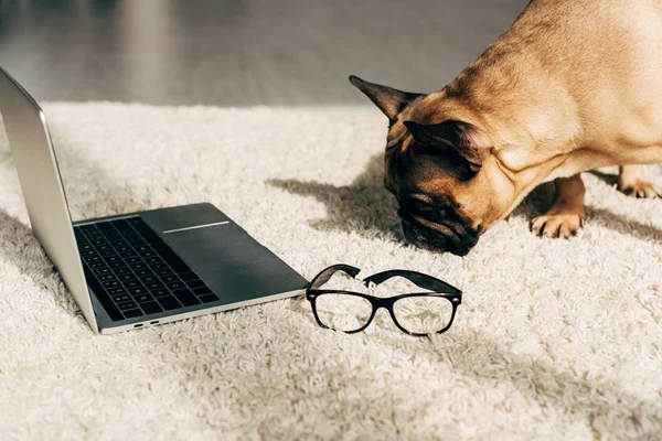 Cute french bulldog smelling carpet near laptop and glasses — Stock Photo