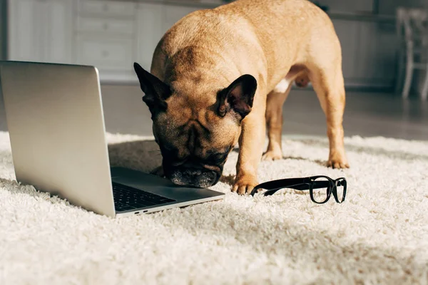Adorable bulldog francés de pie en la alfombra y el olfato portátil cerca de gafas - foto de stock