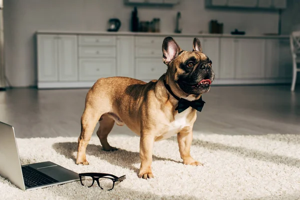 Adorable bulldog francés en pajarita de pie en la alfombra cerca del ordenador portátil y gafas - foto de stock