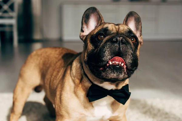 Adorable french bulldog in black bow tie standing at home — Stock Photo