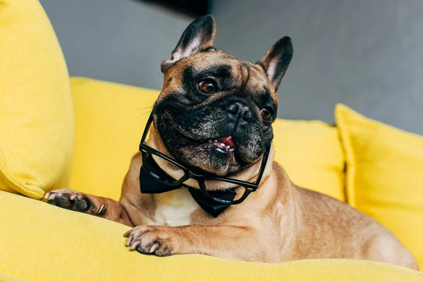 Niedliche französische Bulldogge in schwarzer Fliege und Brille zu Hause auf gelbem Sofa liegend — Stockfoto