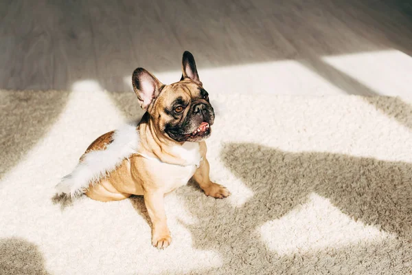 Adorabile bulldog francese in ali d'angelo bianco seduto su tappeto a casa — Foto stock