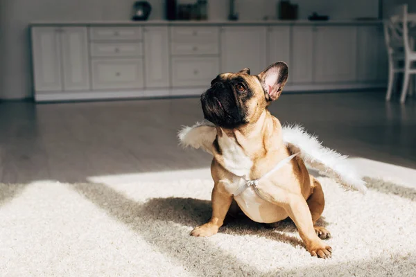 Bonito francês bulldog no branco anjo asas sentado no tapete em casa — Fotografia de Stock