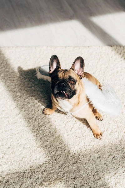 Overhead view of cute french bulldog in white angel wings sitting on carpet at home — Stock Photo