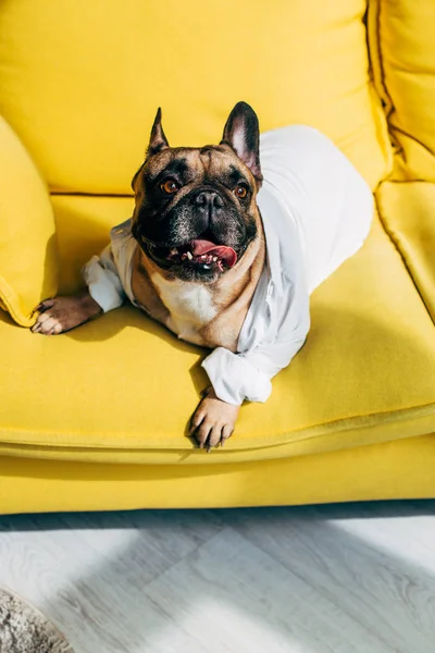Ansicht der süßen französischen Bulldogge im Hemd, die auf dem gelben Sofa liegt — Stockfoto
