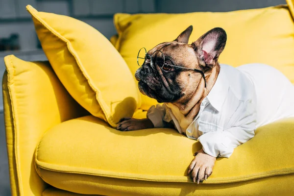 Милый французский бульдог в рубашке и очках, лежащих на желтом диване дома — стоковое фото