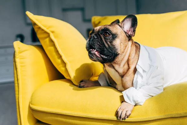 Cute french bulldog in shirt lying on yellow sofa at home — Stock Photo