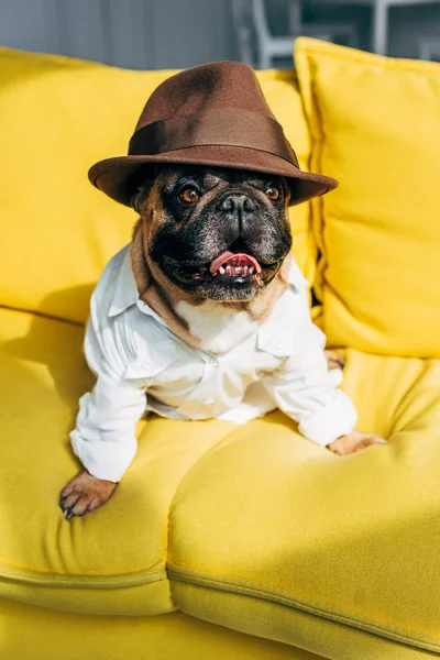 Cute french bulldog in shirt and brown hat sitting on yellow sofa in living room — Stock Photo