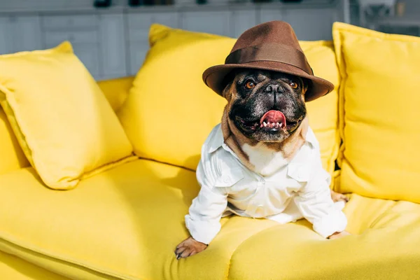 Bulldog francés en camisa y sombrero marrón sentado en sofá amarillo en la sala de estar - foto de stock