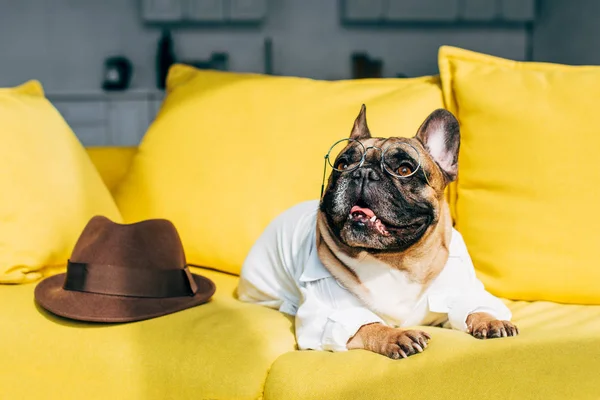 Bulldog francês em camisa e óculos deitado perto de chapéu marrom no sofá amarelo — Fotografia de Stock