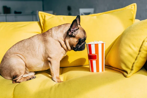 Cute french bulldog smelling tasty popcorn in bucket while sitting on yellow sofa — Stock Photo