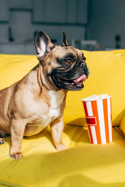 Lindo bulldog francés sentado cerca de sabrosas palomitas de maíz en cubo en sofá amarillo - foto de stock