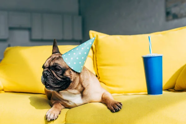Niedliche französische Bulldogge in gepunkteter Partymütze liegt neben Einwegbecher mit Stroh auf gelbem Sofa — Stockfoto