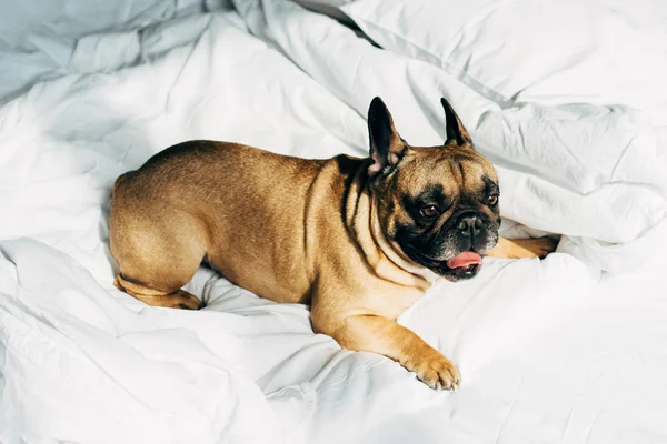 Niedliche französische Bulldogge liegt auf weißer Bettwäsche im modernen Schlafzimmer — Stockfoto