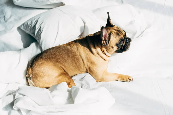 Vista aérea de adorable bulldog francés acostado sobre ropa de cama blanca en el dormitorio moderno - foto de stock