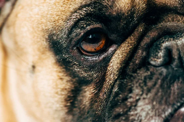 Primo piano di bulldog francese carino e di razza pura — Foto stock
