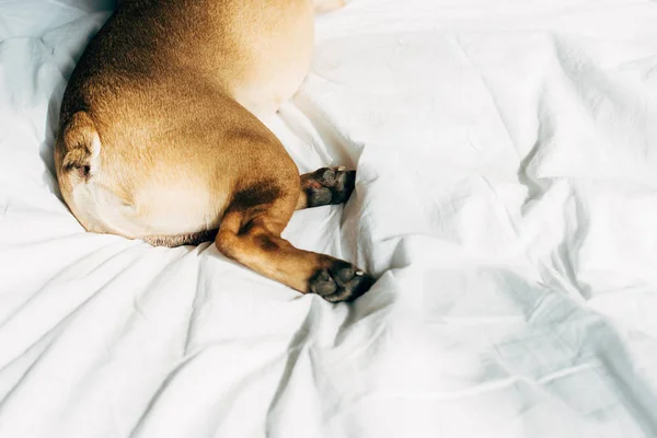Patas de lindo y pura raza bulldog francés acostado en ropa de cama blanca en casa - foto de stock