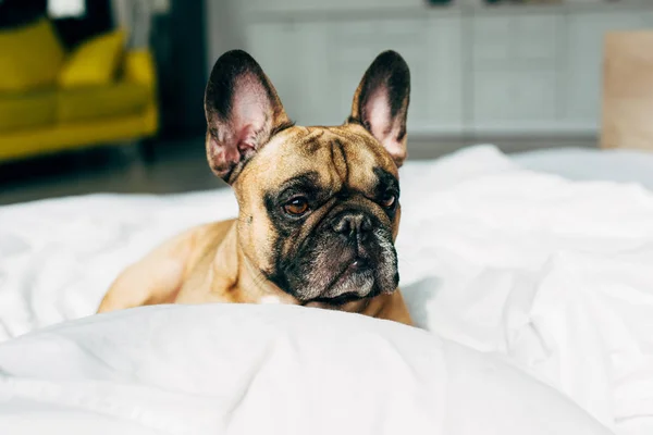 Entzückende und reinrassige französische Bulldogge, die zu Hause auf weißem Bettzeug in der Nähe von Kopfkissen liegt — Stockfoto