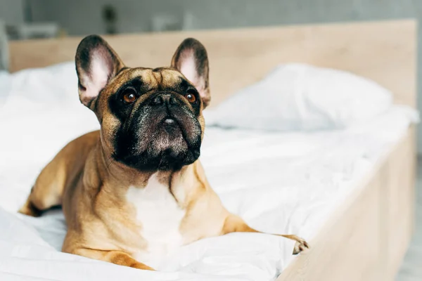 Carino bulldog francese di razza che giace su biancheria da letto bianca a casa — Foto stock