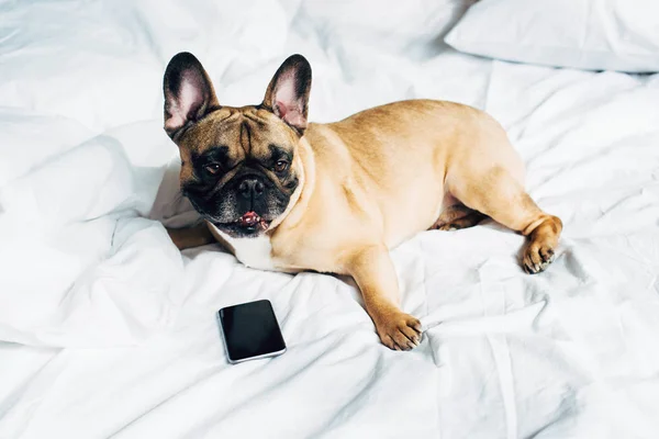 Niedliche reinrassige französische Bulldogge liegt in der Nähe von Smartphone mit leerem Bildschirm auf weißer Bettwäsche zu Hause — Stockfoto