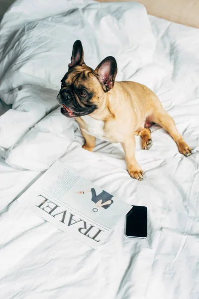 Overhead view of purebred french bulldog lying near smartphone with blank screen and travel newspaper on white bedding at home — Stock Photo
