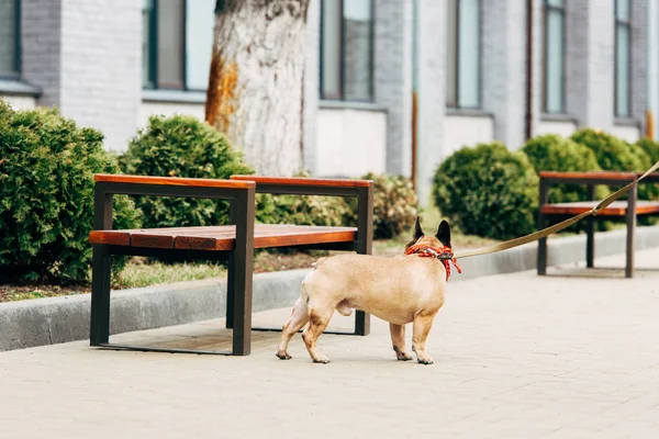 Leashed purebred french bulldog standing near wooden benches — Stock Photo