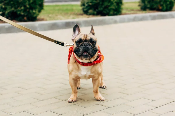 Adorable y atado bulldog francés en bufanda roja en la calle - foto de stock
