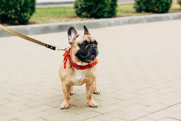 Lindo y atado pura raza bulldog francés en bufanda roja en la calle - foto de stock