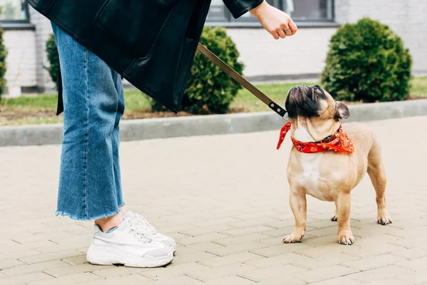 Abgeschnittene Ansicht einer Frau in Jeans und weißen Turnschuhen, die eine Leine in der Nähe der niedlichen französischen Bulldogge hält — Stockfoto