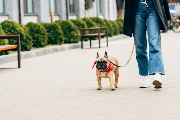 Cropped view of woman in jeans and white sneakers holding leash and walking with cute french bulldog — Stock Photo