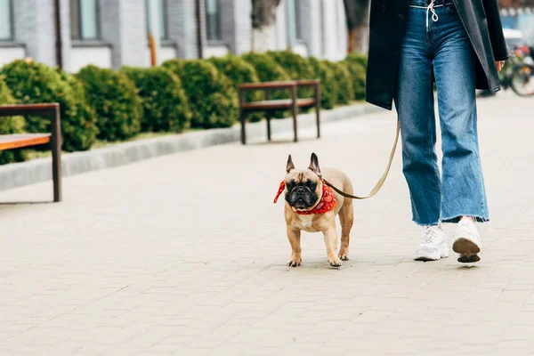 Vista cortada de mulher em jeans e tênis brancos segurando coleira e andando com bulldog francês bonito — Fotografia de Stock