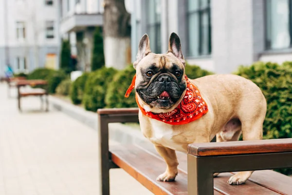 Милый чистокровный французский бульдог в красном шарфе и сидит на деревянной скамейке — стоковое фото