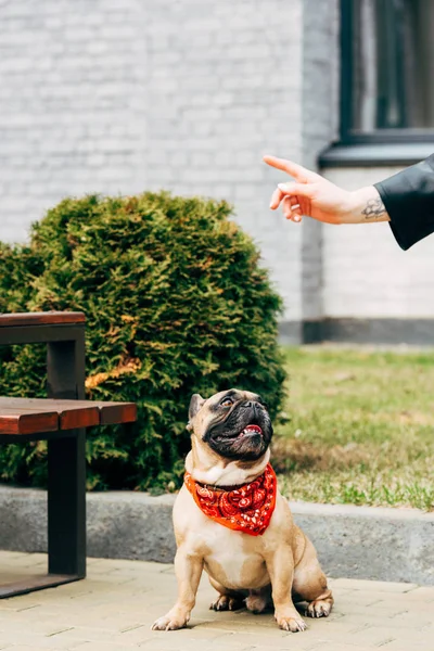 Vue recadrée de femme avec tatouage sur la main entraînement mignon bouledogue français en écharpe rouge — Photo de stock