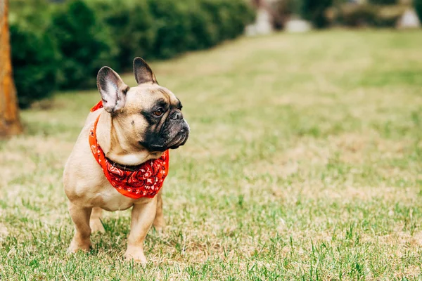 Cute purebred french bulldog wearing red scarf and standing on green grass — Stock Photo